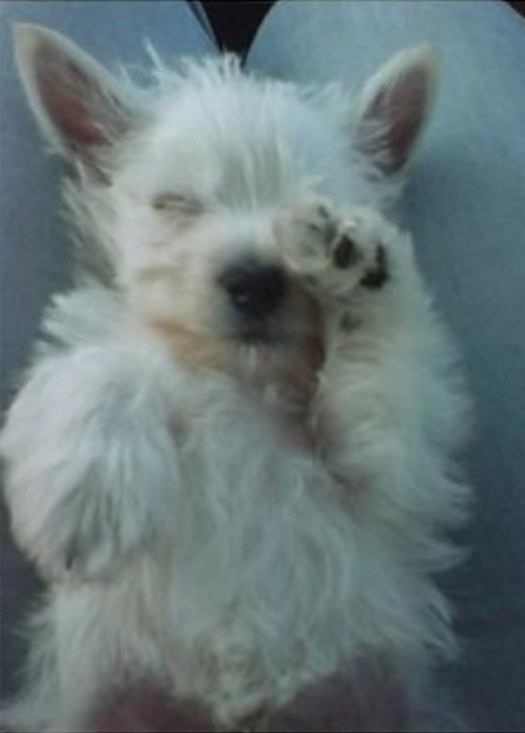 Tonka, a fluffy white terrier puppy, asleep on his back with one paw over his eye