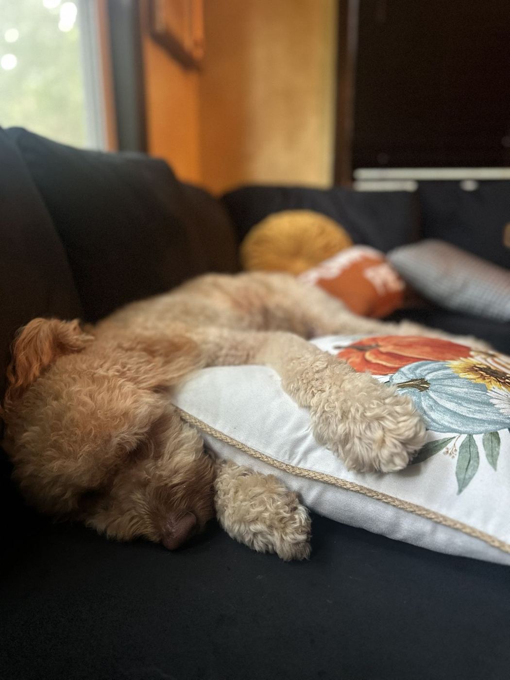A doodle fast asleep on the sofa, paws on a pillow