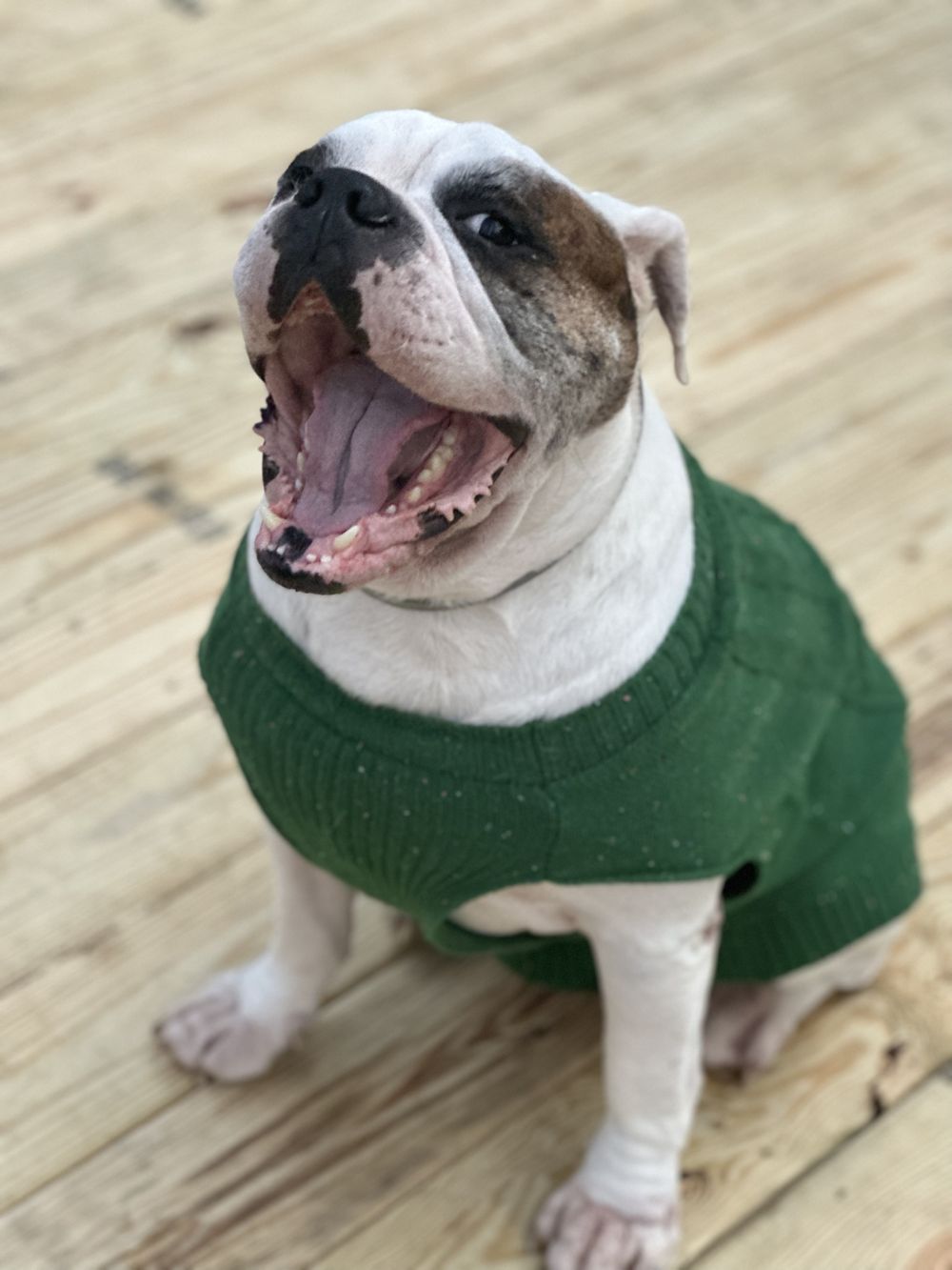 Zeus, a white and brindle bulldog in a green sweater, smiling